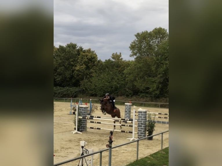 Hanoverian Mare 16 years 16,1 hh Chestnut-Red in Bad Rappenau