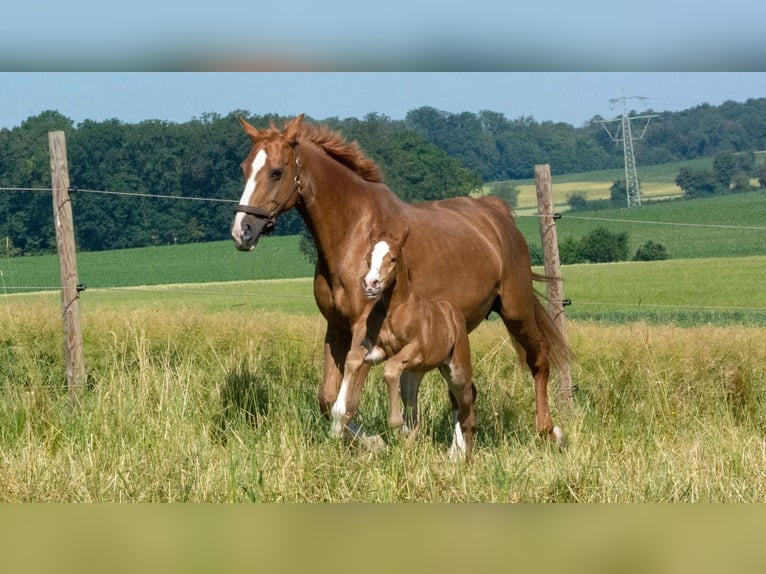 Hanoverian Mare 16 years 16,1 hh Chestnut-Red in Bad Rappenau