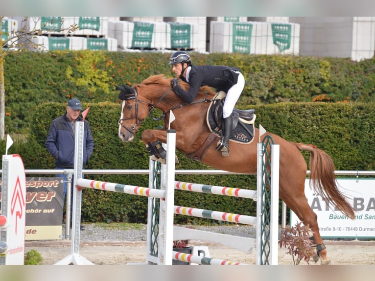Hanoverian Mare 16 years 16,1 hh Chestnut-Red in Bad Rappenau
