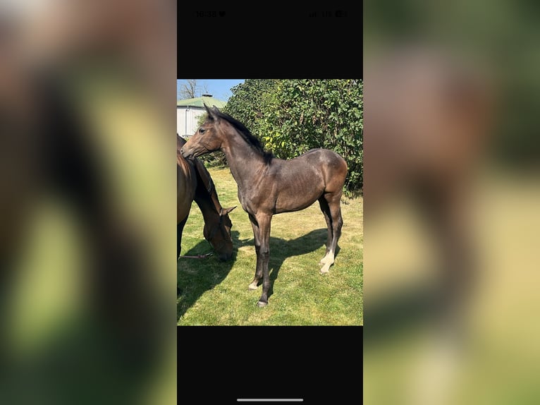 Hanoverian Mare 16 years 16,2 hh Bay-Dark in M&#xFC;nzenberg