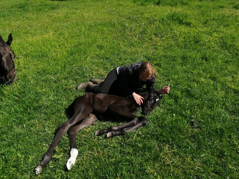 Hanoverian Mare 16 years 16,2 hh Bay-Dark in Mesum