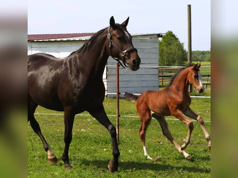 Hanoverian Mare 16 years 16,2 hh Bay-Dark in Mesum