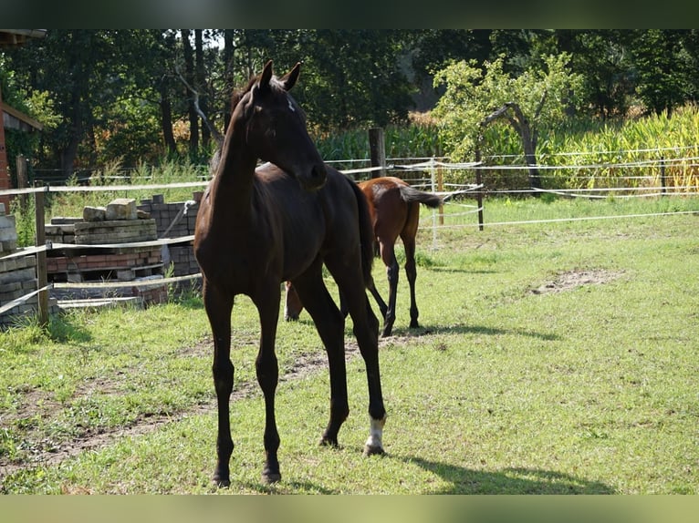 Hanoverian Mare 16 years 16,2 hh Bay-Dark in Mesum
