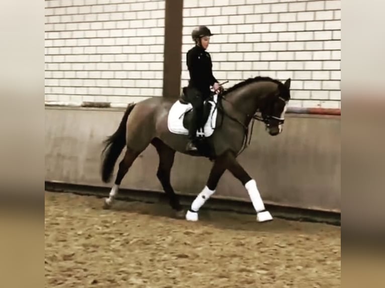 Hanoverian Mare 16 years 16,2 hh Bay-Dark in Mesum