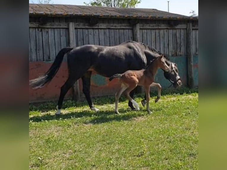 Hanoverian Mare 16 years 16,2 hh Bay-Dark in Mesum