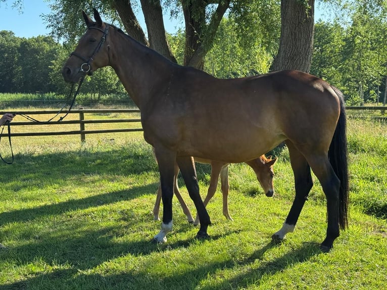 Hanoverian Mare 16 years 16,2 hh Brown in Cuxhaven