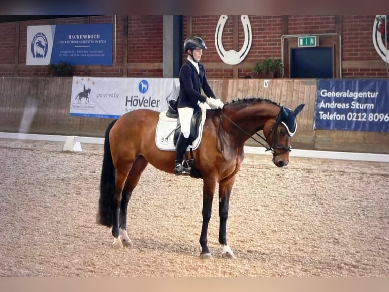 Hanoverian Mare 16 years 16,2 hh Brown in Frechen