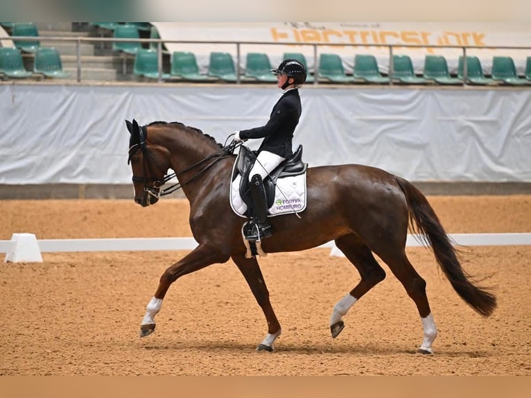 Hanoverian Mare 16 years 16,2 hh Chestnut in Bous