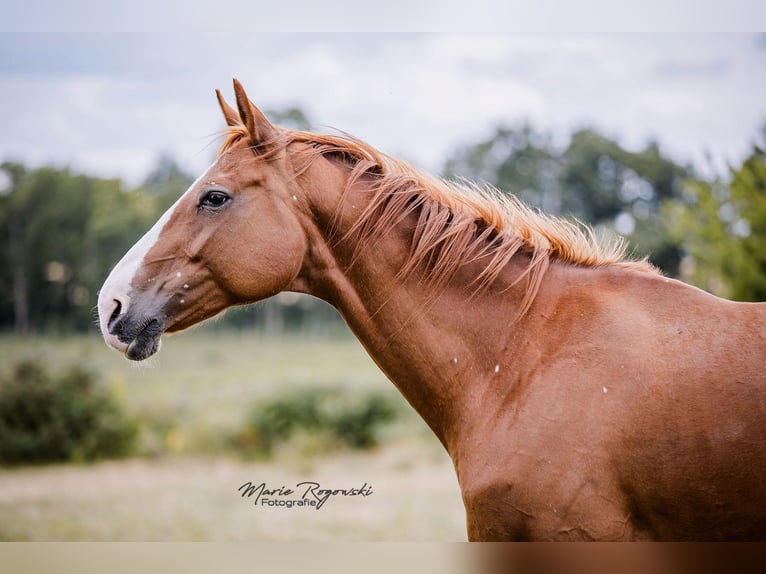 Hanoverian Mare 16 years 16,2 hh Chestnut-Red in Beaumont pied-de-boeuf