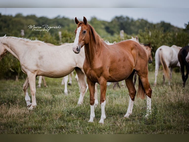 Hanoverian Mare 16 years 16,2 hh Chestnut-Red in Beaumont pied-de-boeuf