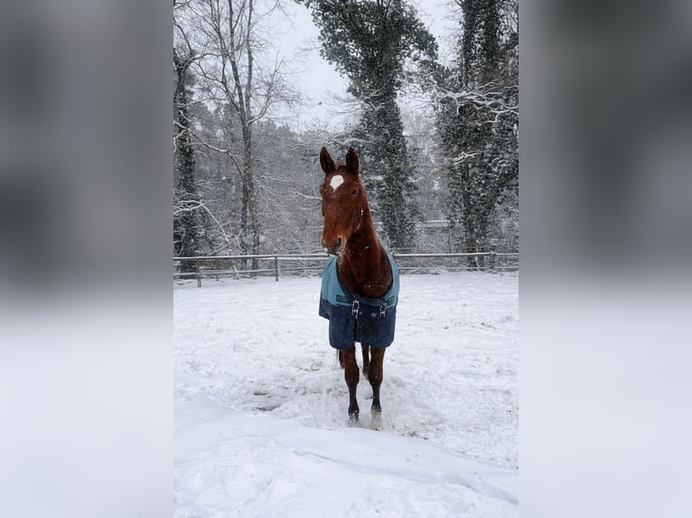 Hanoverian Mare 16 years 16,2 hh Chestnut-Red in Celle