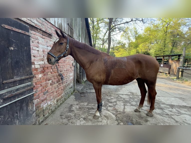 Hanoverian Mare 16 years 16,2 hh Chestnut-Red in Celle