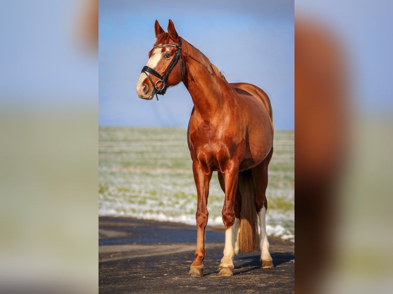 Hanoverian Mare 16 years 16,2 hh Chestnut-Red in Tröstau