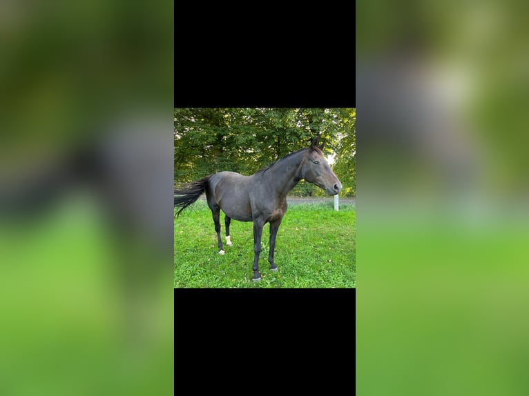Hanoverian Mare 16 years 16,2 hh Smoky-Black in Osterode am Harz