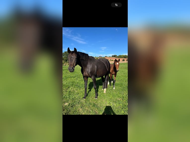 Hanoverian Mare 16 years 16,2 hh Smoky-Black in Osterode am Harz