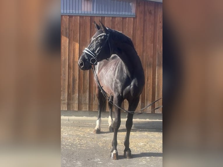 Hanoverian Mare 16 years 16,3 hh Black in Drackenstein