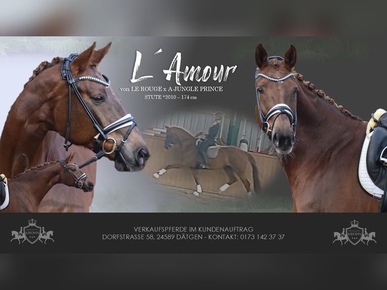 Hanoverian Mare 16 years 16,3 hh Chestnut in Dätgen