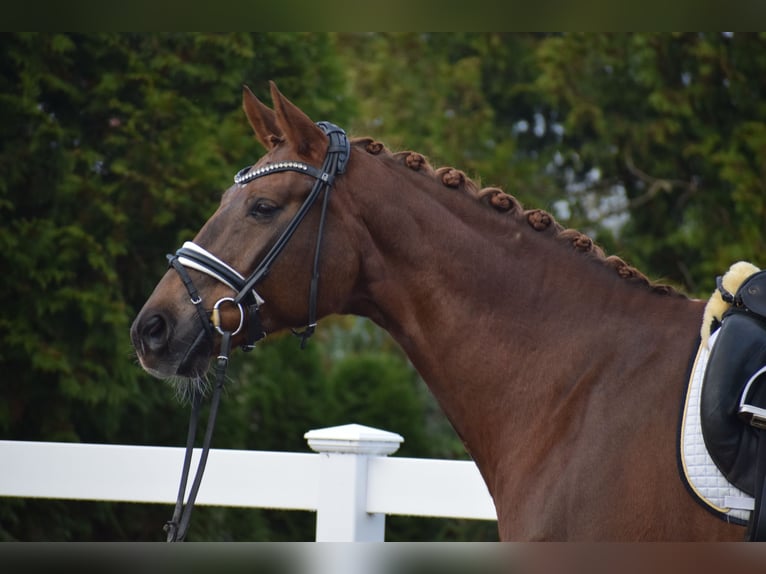 Hanoverian Mare 16 years 16,3 hh Chestnut in Dätgen