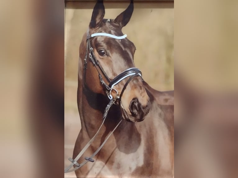 Hanoverian Mare 16 years 17 hh Bay-Dark in Viöl