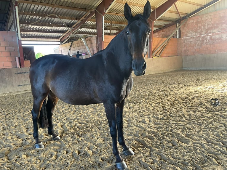 Hanoverian Mare 16 years 17 hh Brown in L&#xFC;gde