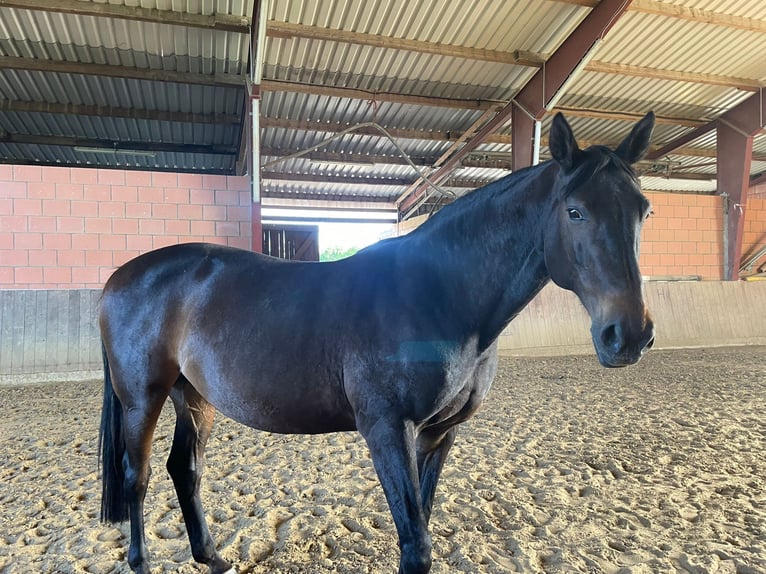 Hanoverian Mare 16 years 17 hh Brown in L&#xFC;gde