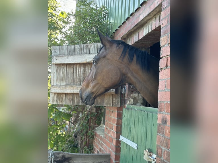 Hanoverian Mare 16 years 17 hh Brown in Lamstedt