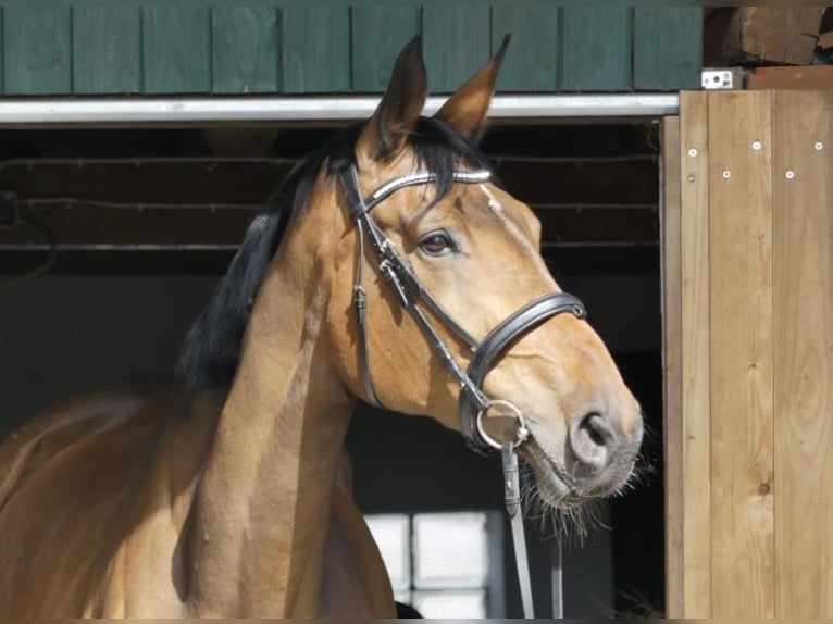 Hanoverian Mare 16 years 17 hh Brown in Lamstedt