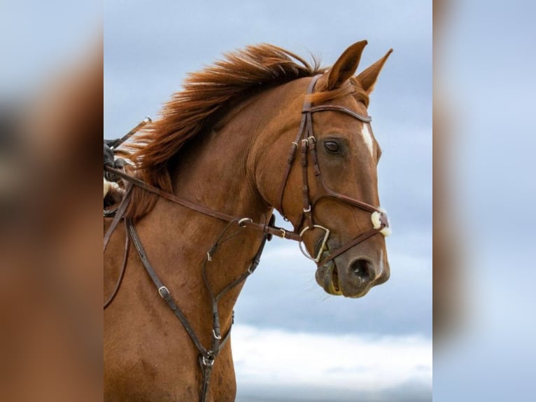 Hanoverian Mare 16 years 17 hh Chestnut-Red in Wachtberg