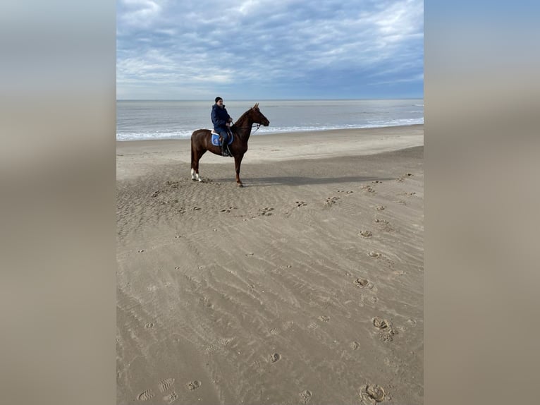 Hanoverian Mare 16 years 17 hh Chestnut-Red in Wachtberg