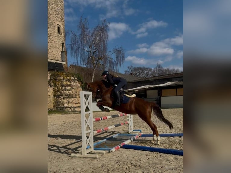 Hanoverian Mare 16 years 17 hh Chestnut-Red in Wachtberg