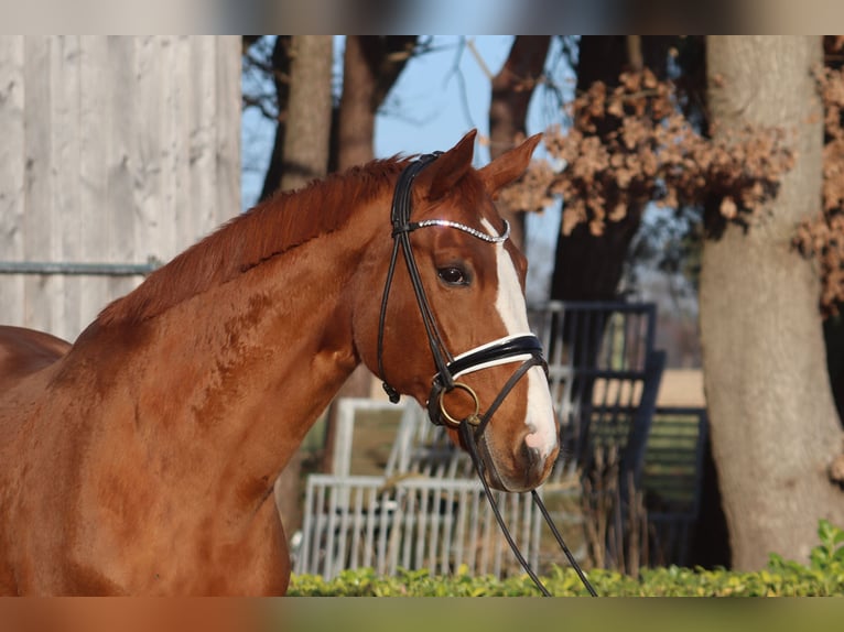 Hanoverian Mare 16 years 17 hh Chestnut-Red in Reeßum