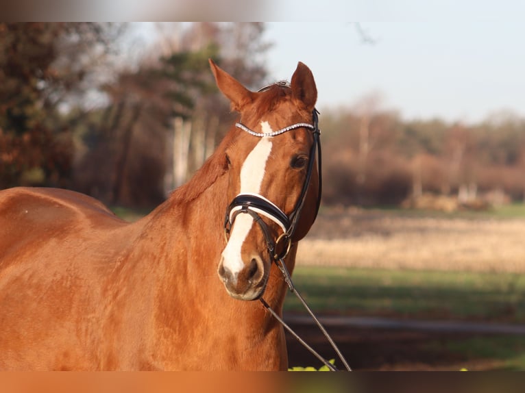 Hanoverian Mare 16 years 17 hh Chestnut-Red in Reeßum