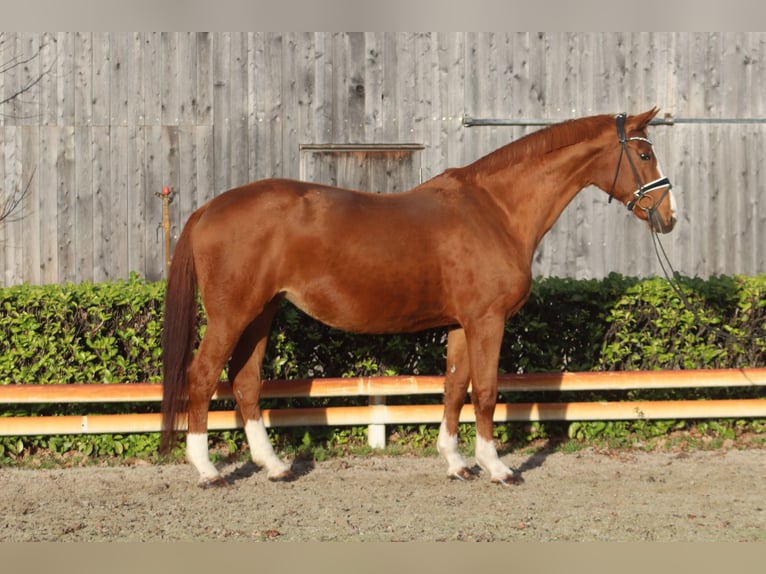 Hanoverian Mare 16 years 17 hh Chestnut-Red in Reeßum