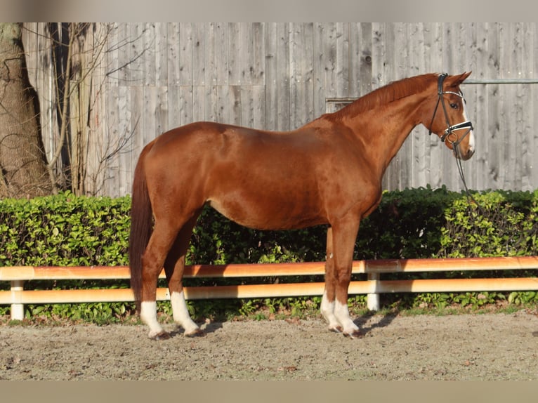 Hanoverian Mare 16 years 17 hh Chestnut-Red in Reeßum