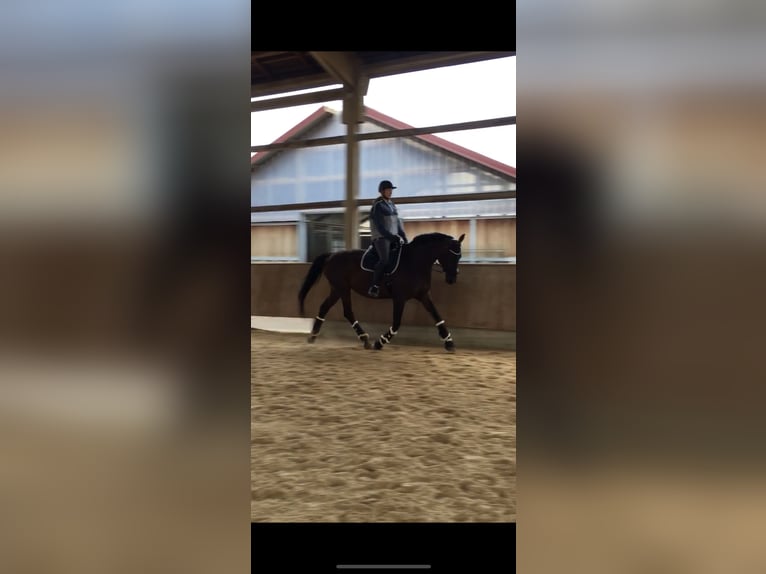 Hanoverian Mare 16 years 17 hh in Roth