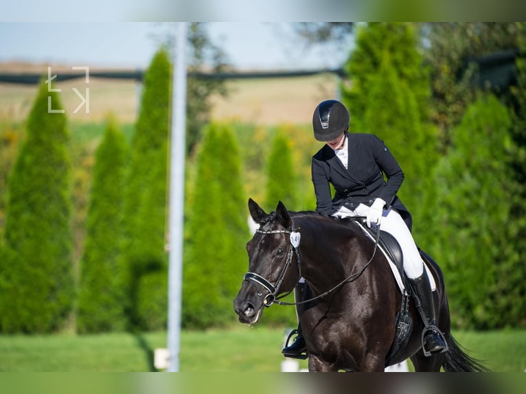 Hanoverian Mare 16 years 17,1 hh Black in Radzionków