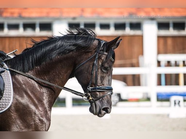 Hanoverian Mare 16 years 17,1 hh Black in Radzionków