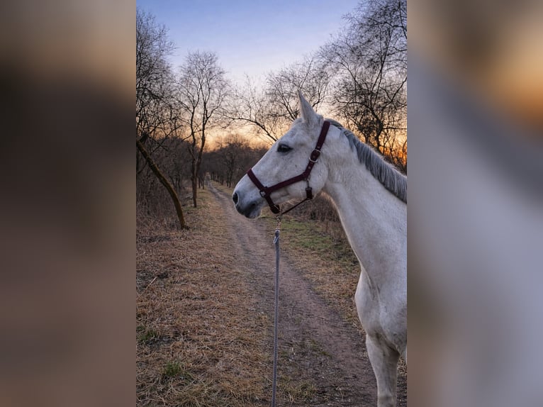 Hanoverian Mare 16 years 18 hh Grey-Dapple in Berlin