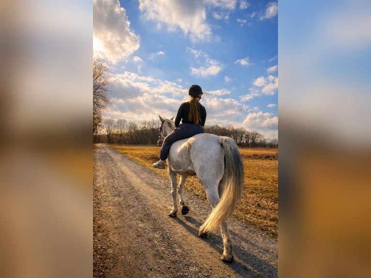 Hanoverian Mare 16 years 18 hh Grey-Dapple in Berlin