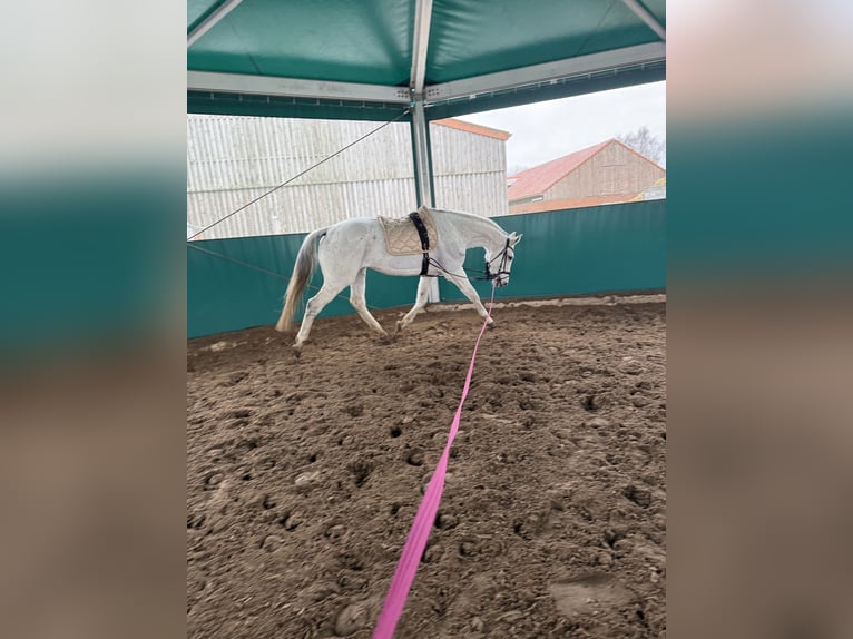 Hanoverian Mare 16 years 18 hh Grey-Dapple in Berlin