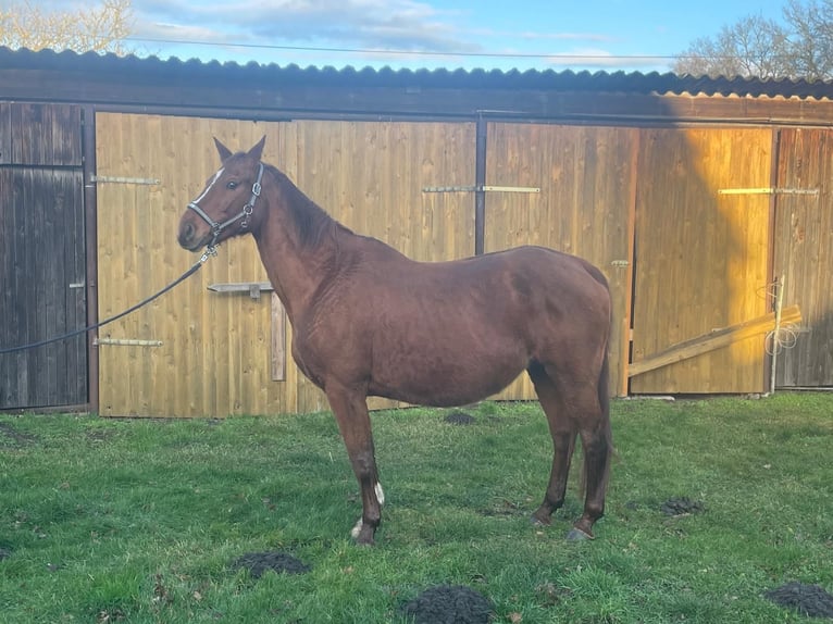 Hanoverian Mare 16 years Chestnut-Red in Adelheidsdorf