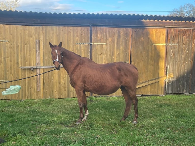 Hanoverian Mare 16 years Chestnut-Red in Adelheidsdorf