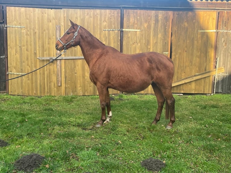 Hanoverian Mare 16 years Chestnut-Red in Adelheidsdorf