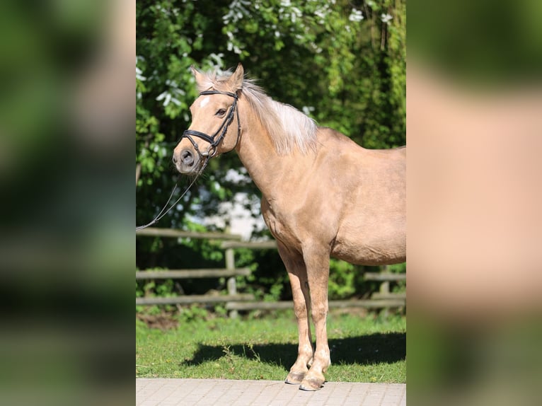 Hanoverian Mare 17 years 14.1 hh Palomino in Göppingen