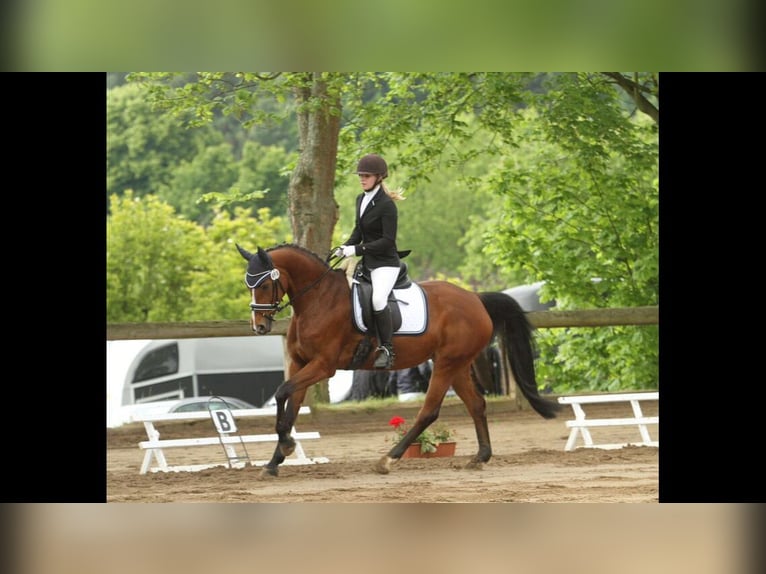 Hanoverian Mare 17 years 15,2 hh Brown in Vlotho