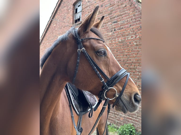 Hanoverian Mare 17 years 15,2 hh Brown in Vlotho