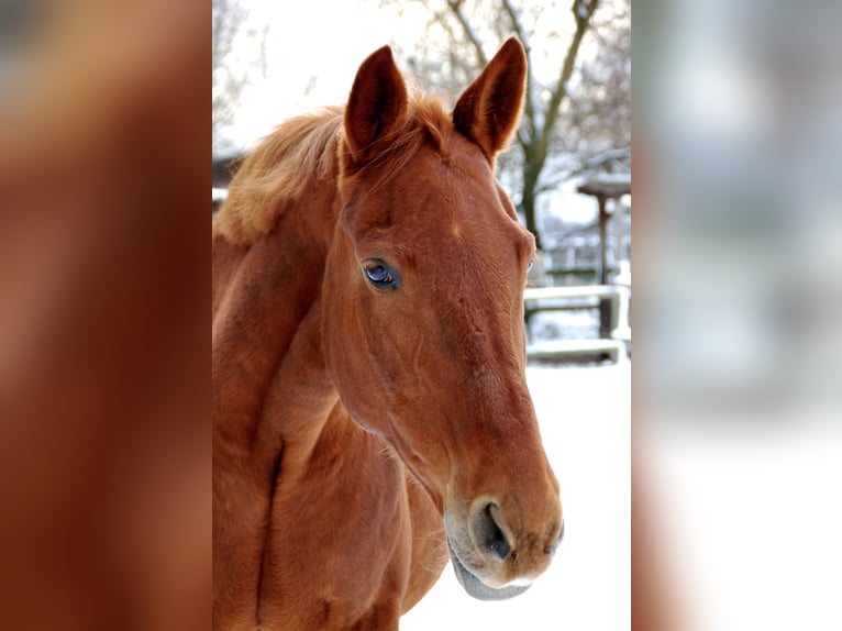 Hanoverian Mare 17 years 15.2 hh Chestnut-Red in Mettingen