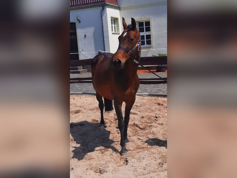 Hanoverian Mare 17 years 15.3 hh Brown in Möllendorf