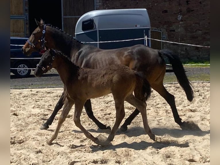 Hanoverian Mare 17 years 15.3 hh Brown in Möllendorf