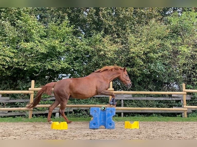 Hanoverian Mare 17 years 15,2 hh Chestnut-Red in Mettingen